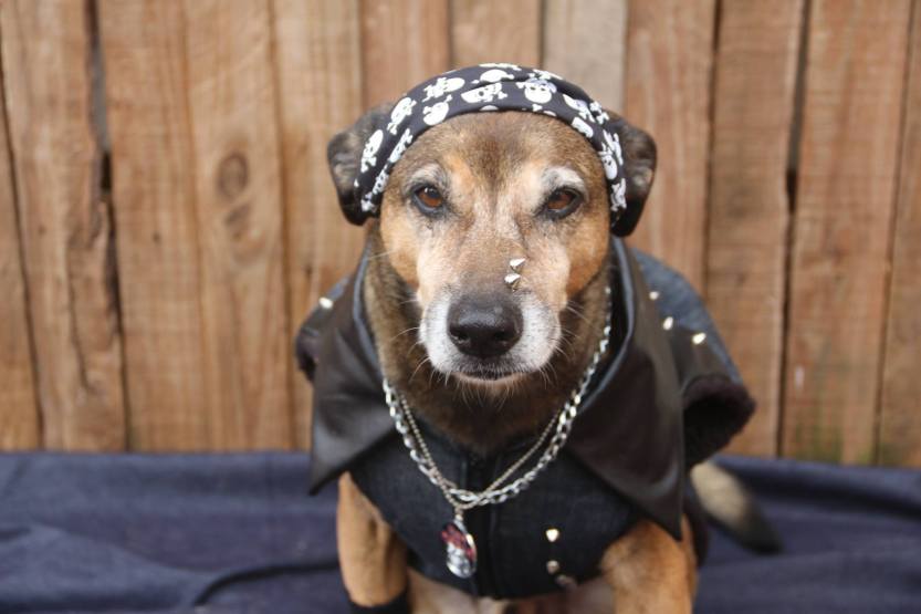 caosplay 01 Cão para adoção