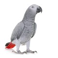 African grey parrot