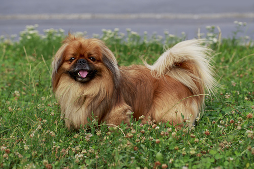 dog breed Pekingese