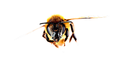 bee.png