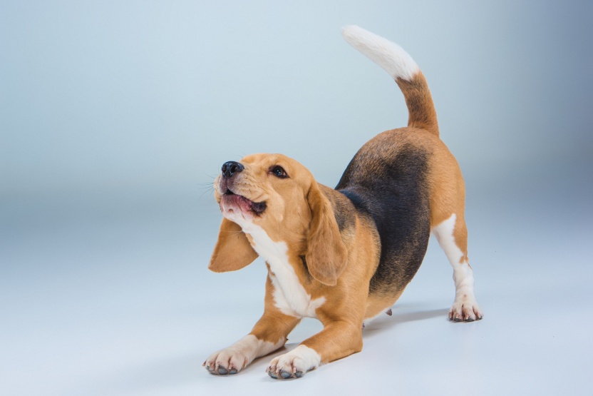 The beagle dog on gray background