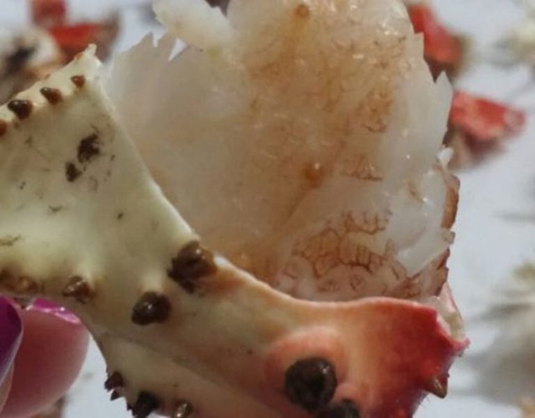 King Crab Albatroz.jpg