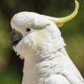 Cockatoo