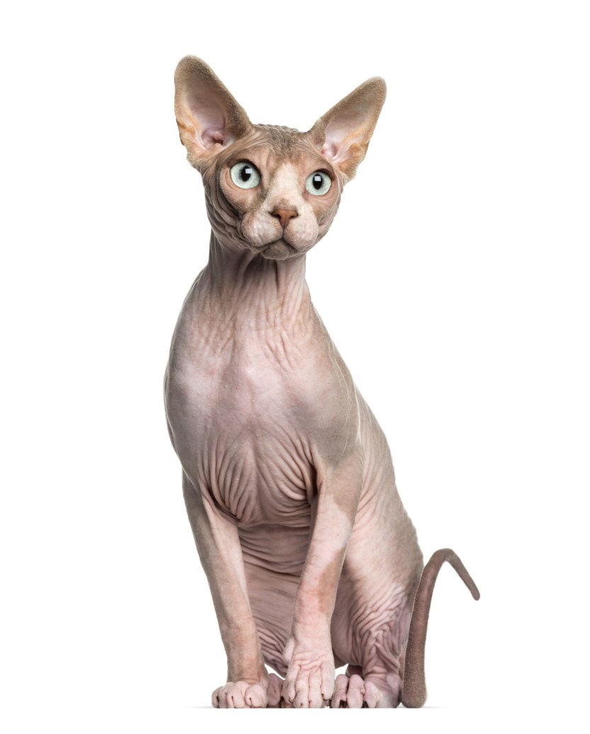 Sphynx (1 year old) sitting