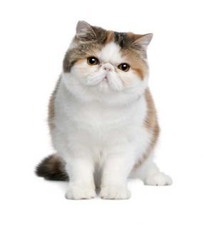 imagem_release_1221334