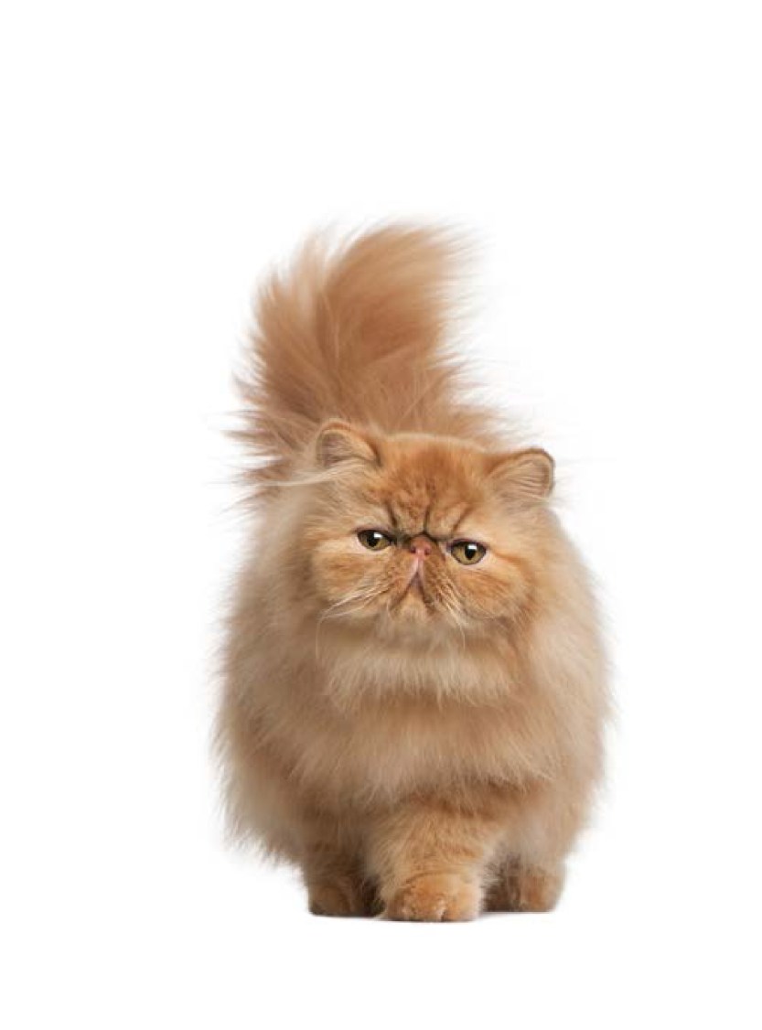 imagem_release_1221335