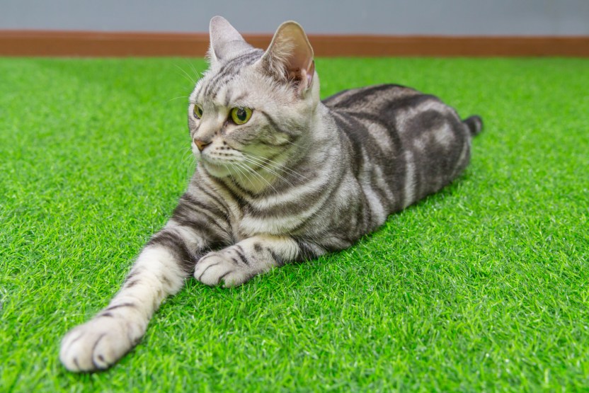 american shorthair on green artificial grass