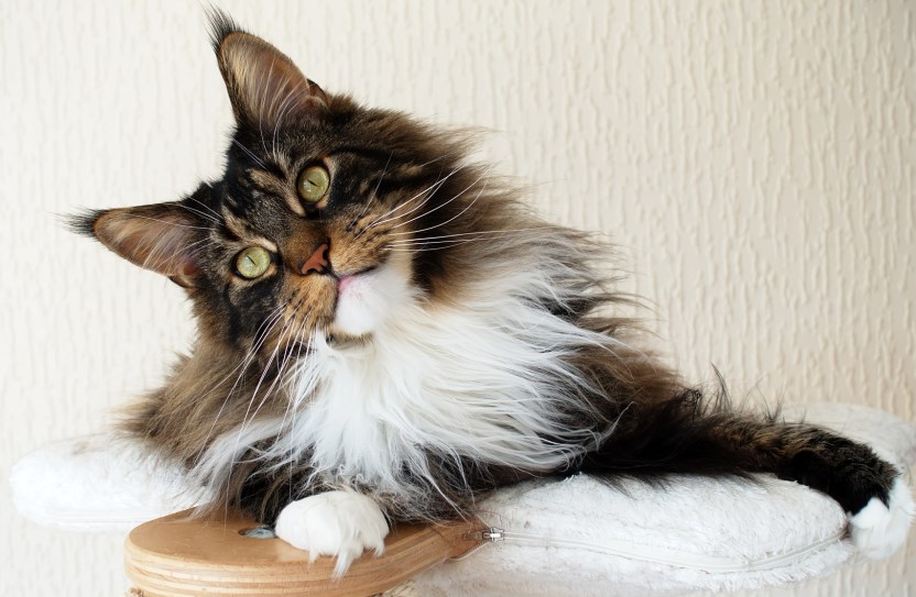 Brown tabby with white Maine Coon boy on top of cat tree looking curious