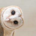 common barn owl ( Tyto albahead ) close&nbsp;up