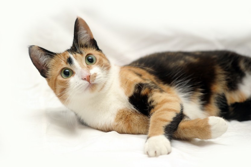 A beautifull female cat, with three colours.