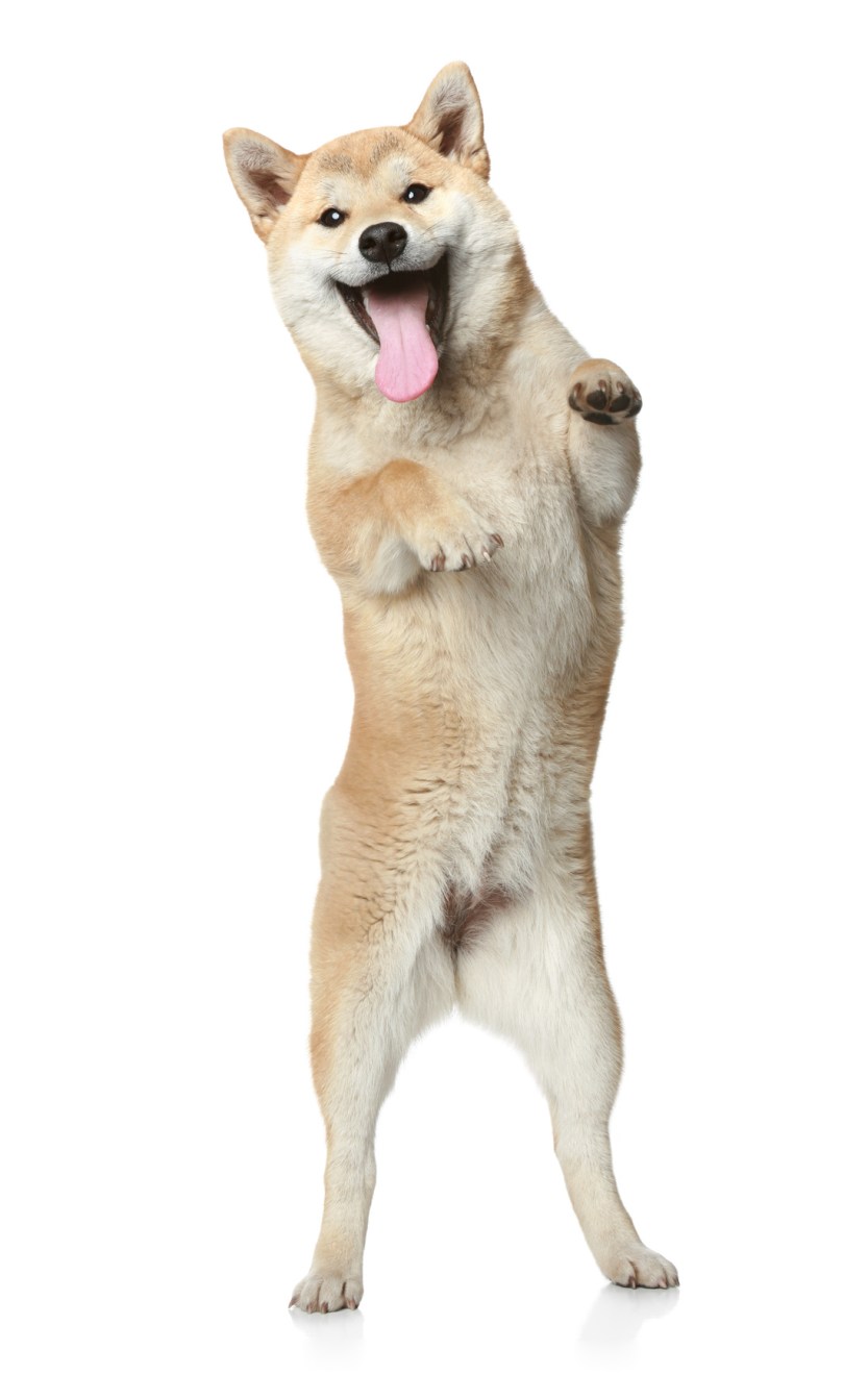 Shiba Inu dancer