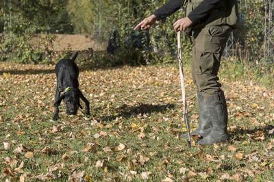 CaÃ§a_ao_tartufo_bianco