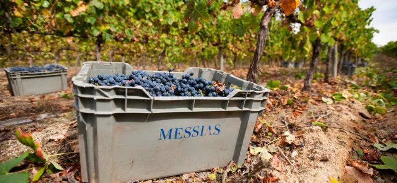 Caves-Messias-vinha-Distribuição-Hoje