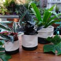 plantas_borealis2