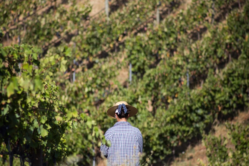 vindima quinta dos murças (2)