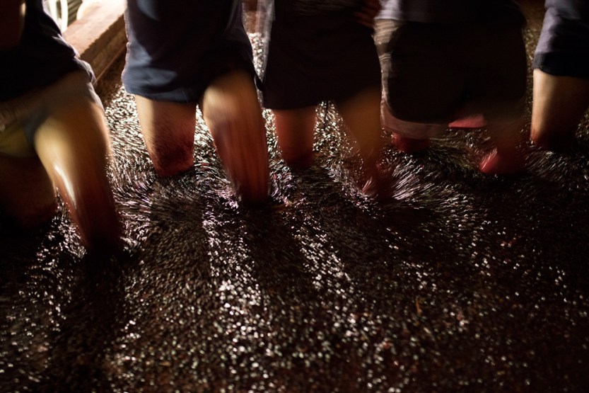 vindima quinta dos murças (4)