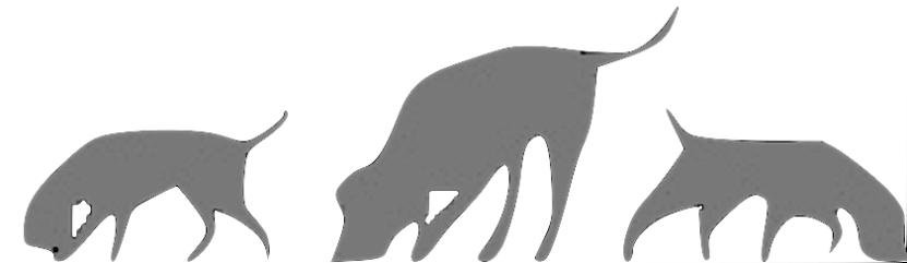 caes farejando trufas