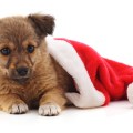 Dog in Christmas&nbsp;hat.