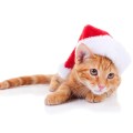 Christmas Xmas Pet Cat Wearing Santa&nbsp;Hat