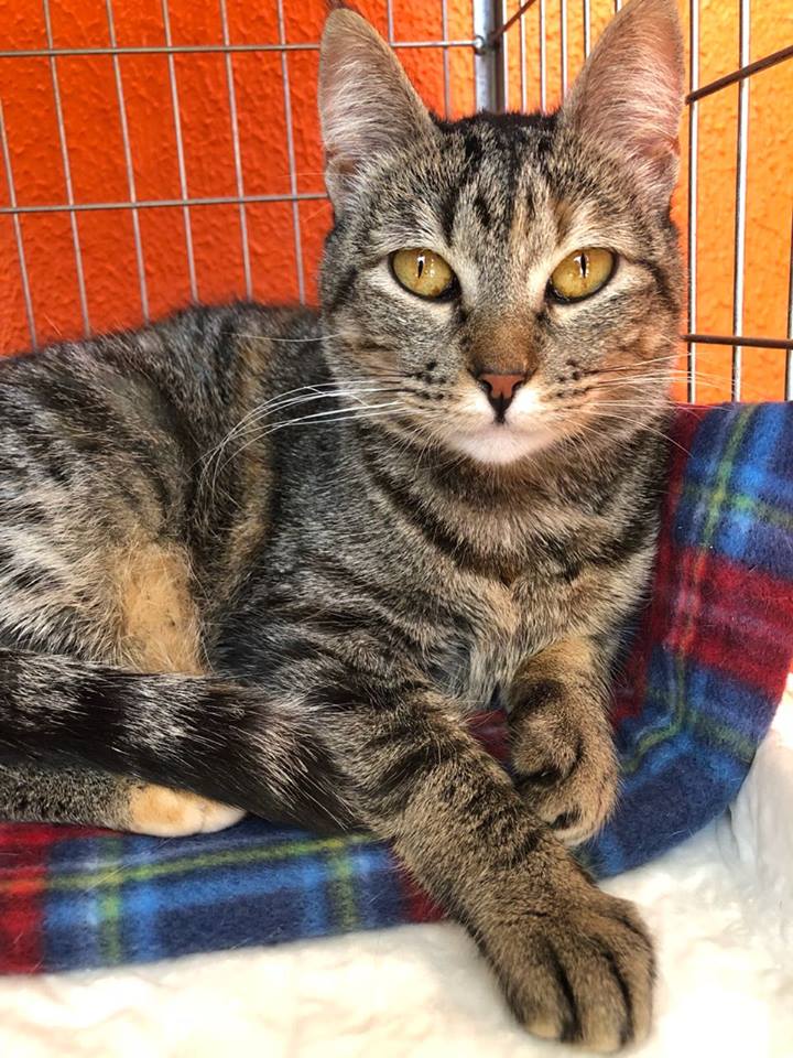 imagem_release_1588645