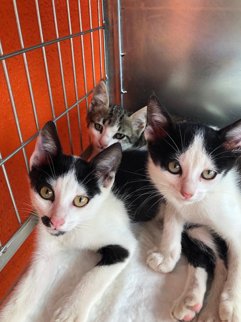 imagem_release_1602662