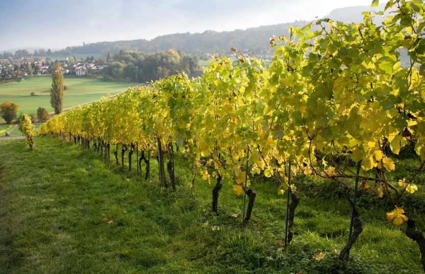 vinhas_vinhos-verdes