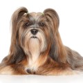 Lhasa apso portrait