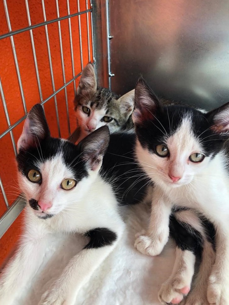 imagem_release_1677919