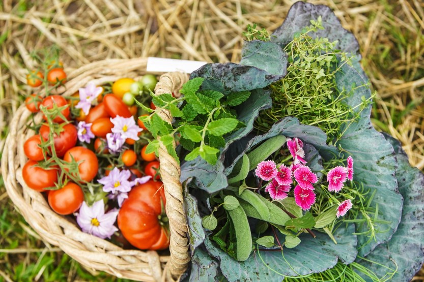 360672_879472_colheitaisla_359