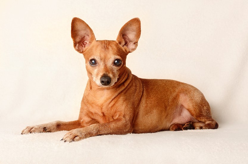 Miniature pinscher relax