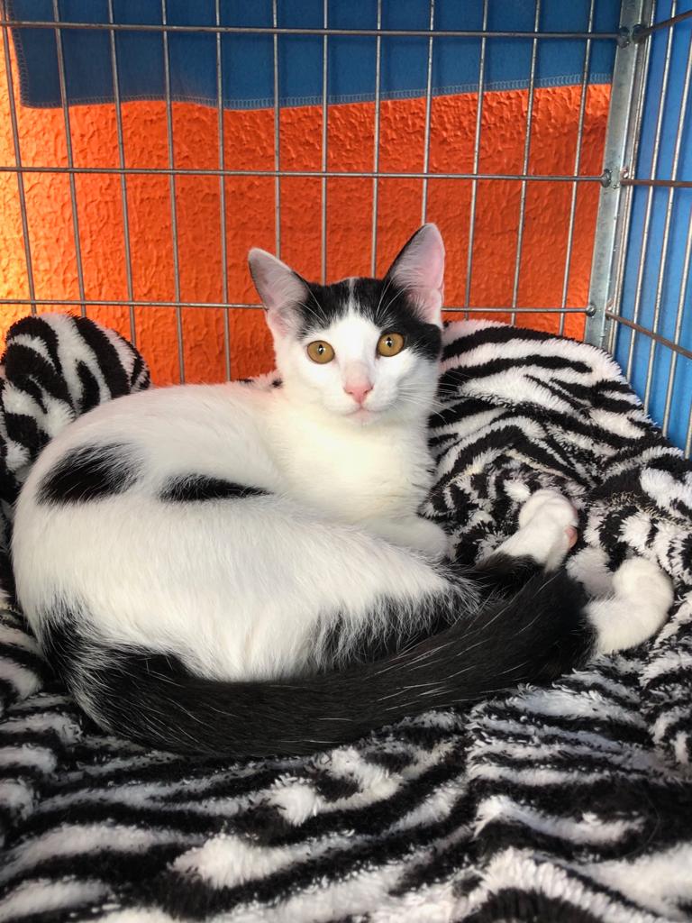 imagem_release_1734630