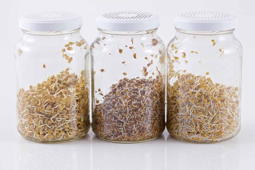 Broto_FÃ¡cil_-_kit_processo_de_germinaÃ§Ã£o