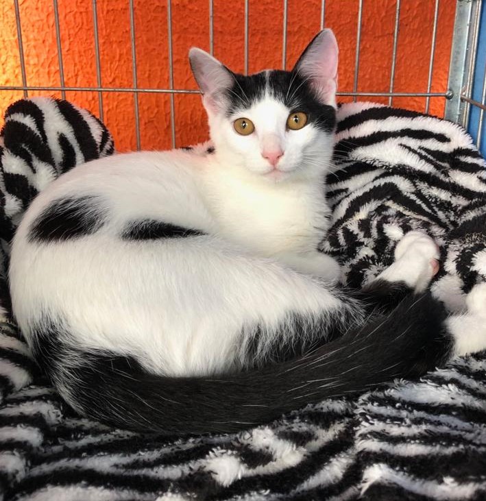 Feira-de-adocao-BecodaEsperanca-HiperZoo