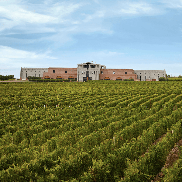 VinÃ­cola_Monteviejo1_WL_-_baixa