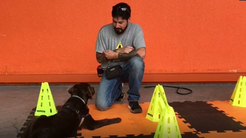 Aula-adestramento-HiperZoo