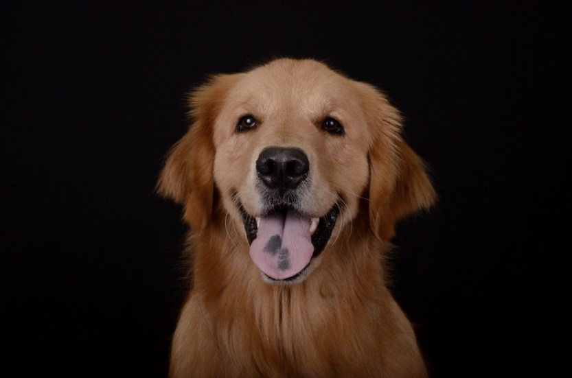 Encontro-Golden-HiperZoo