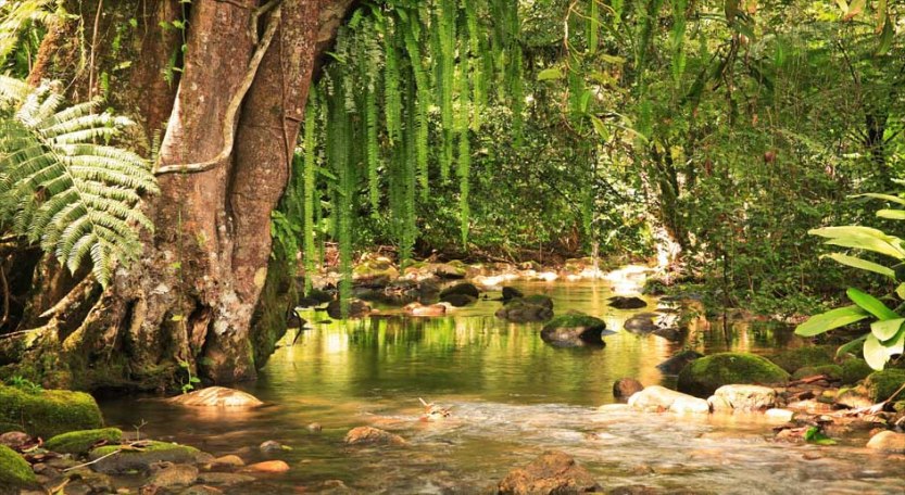 Figueira do Rio do Engenho