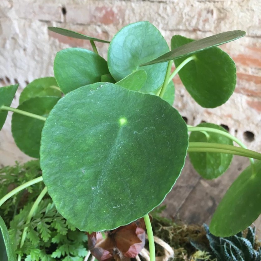 Pilea 2