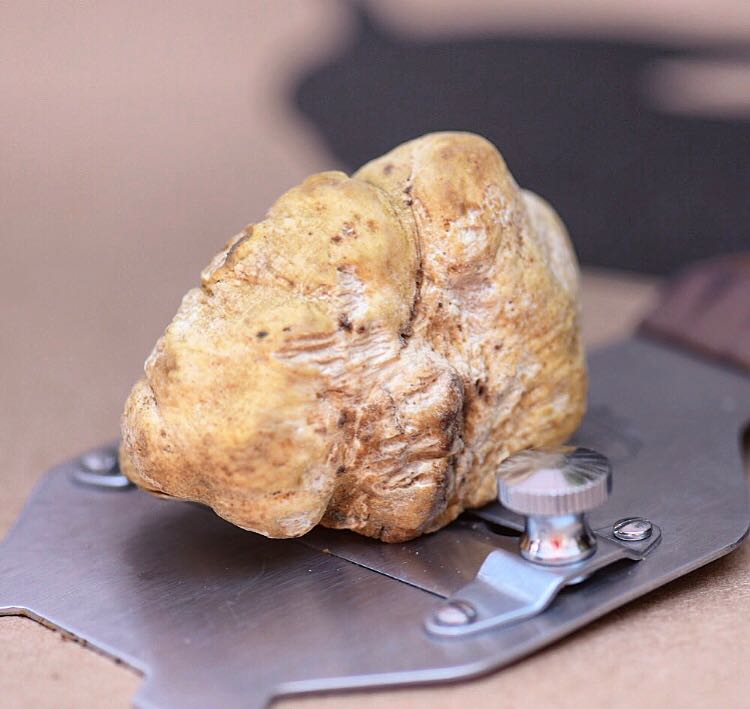 TRUFA FRESCA BRANCA 01