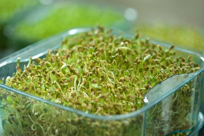 Broto_Fácil_-_germinado