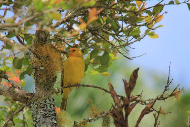 Foto_DivulgaÃ§Ã£o_IAP