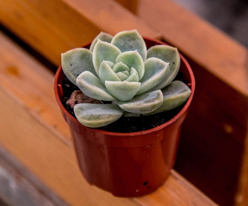 suculenta_