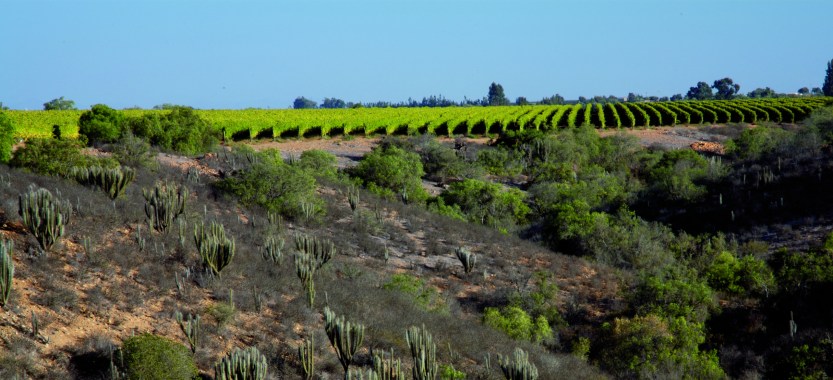 Vinedo-Quebrada-Seca-02