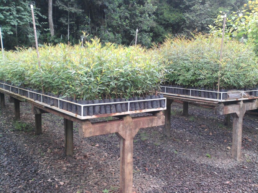 25.02.2013_Mudas de sarandis_viveiro UHIT_Foto Alexandre Dal Forno Mastella