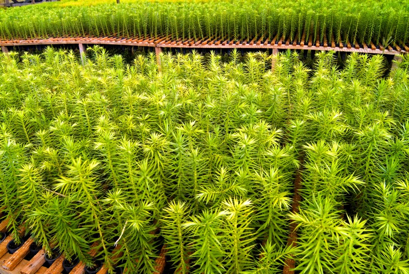 UCLA MK 221_crédito Divulgação