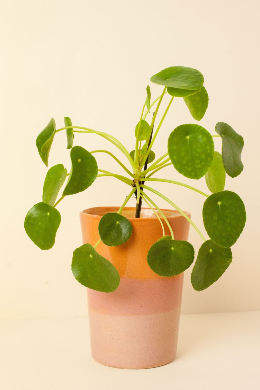 Pilea