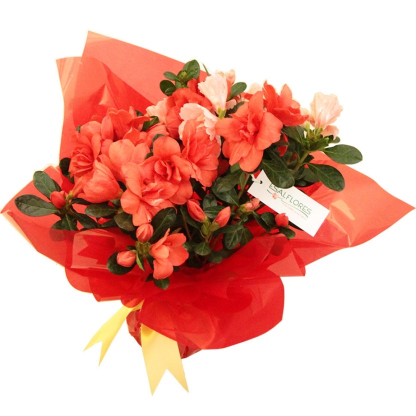Diademulher-