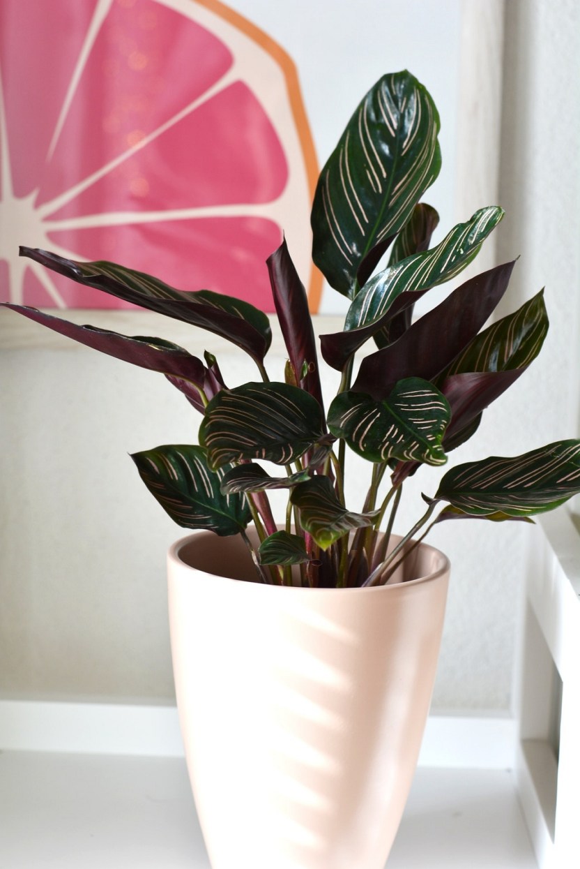 calathea