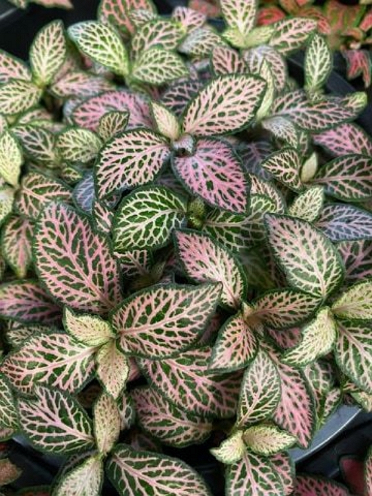 maranta