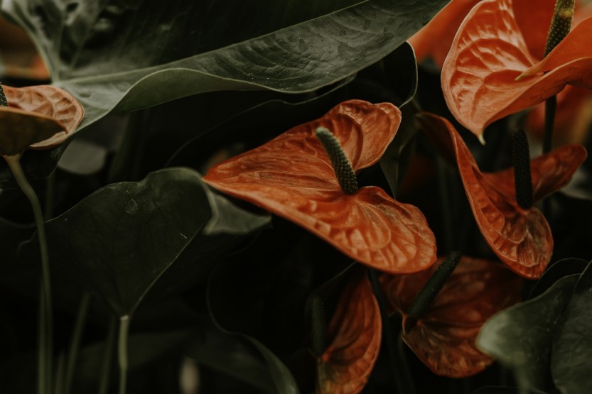 Foto Nakayana Matias1